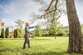 Best Hazardous Tree Removal  in Parole, MD